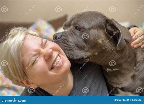 Dog Licking Woman In Bed Pictures, Images and Stock Photos